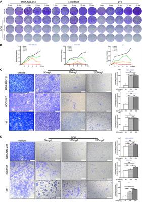 Salvia chinensis Benth Inhibits Triple-Negative Breast Cancer Progression by Inducing the DNA Damage Pathway